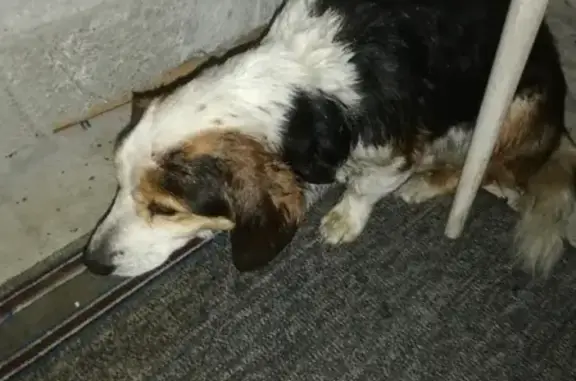 Найдена собака с ранениями в Ильиногорске