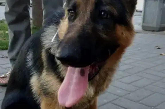 Найдена собака в Н.Новгород на ул. Белинского.