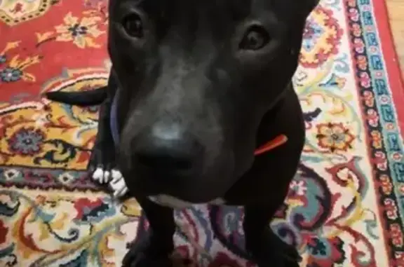 Собаки потеряшки, Сургут, фото: Потеряшка собака Деля в Сургуте