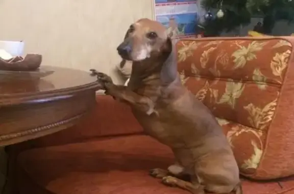 Собаки потеряшки, Москва, фото: Потеряшка Такса АТОМ на ул. Ясеневая, Москва