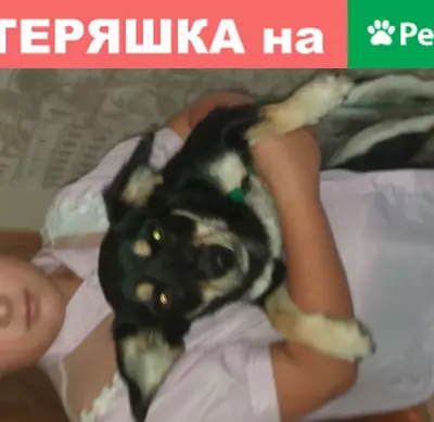 Собака найдена на улице Белгородского Полка/Сумская