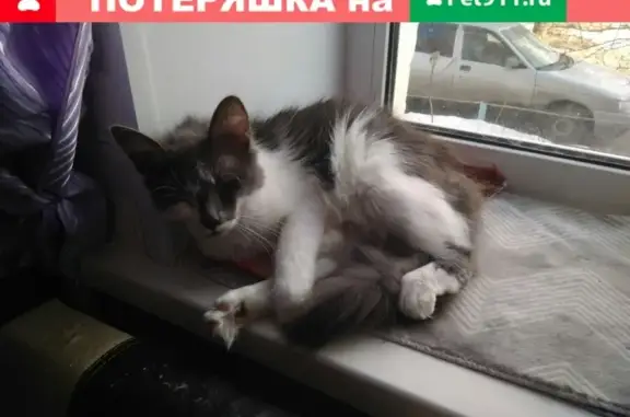 Пропала кошка Мася в Великом Новгороде