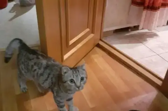 Найдена кошка по Петербургскому шоссе, ищем хозяина!
