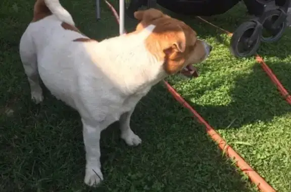 Найдена собака, Устиновка, фото: Найден пес в Устиновке, Раменский район, МО