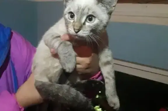 Найдена кошка на ул. Мелентьевой в Петрозаводске