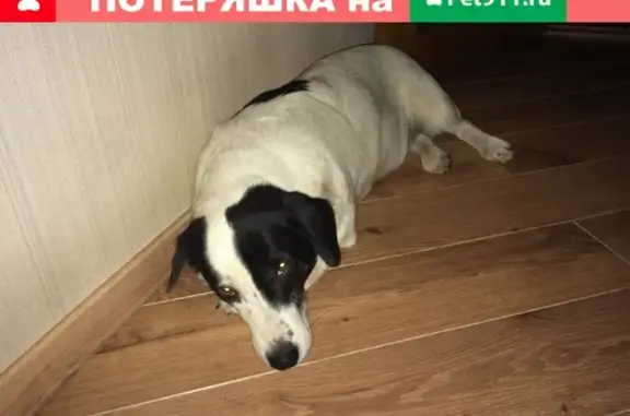 Пропала собака Лесси в Кондопоге