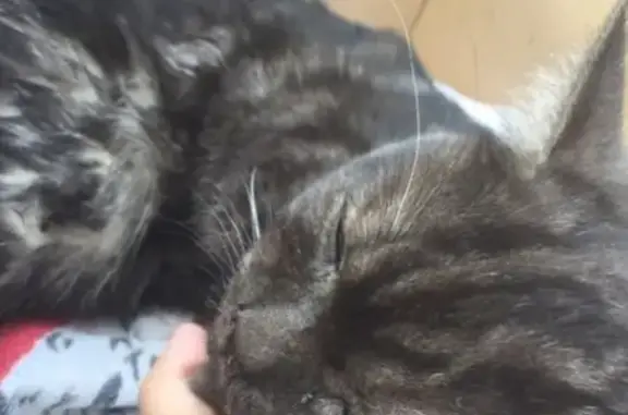 Найден породистый кот с травмами в Набережных Челнах