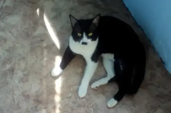 Пропала кошка на улице Мира, 114