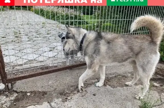 Найдена собака без ошейника в Залесном, Казань
