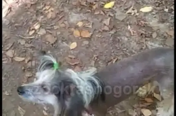 Найдена собака на Успенской, Красногорск