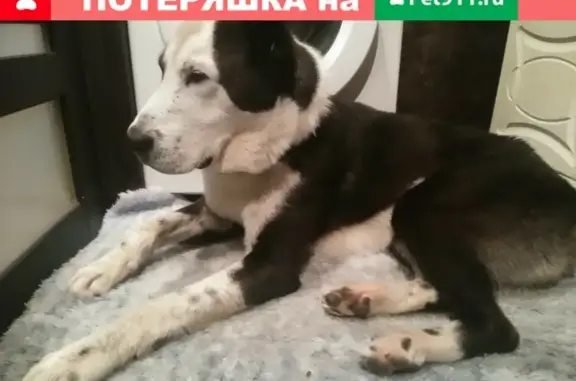 Найдена собака в пос. Тельма, Красноярск https://vk.com/annayourgod
