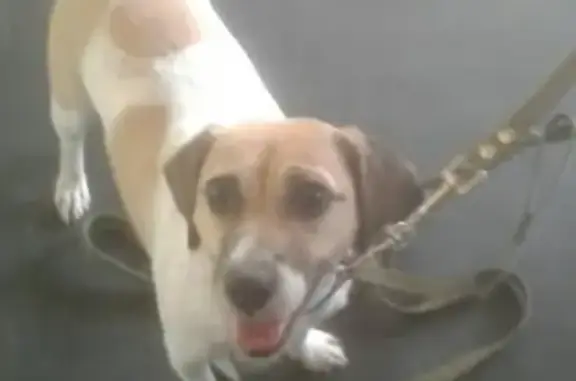 Собаки потеряшки, Сургут, фото: Потеряшка собака на Просвещении, 33, кличка Джесси (Сургут)