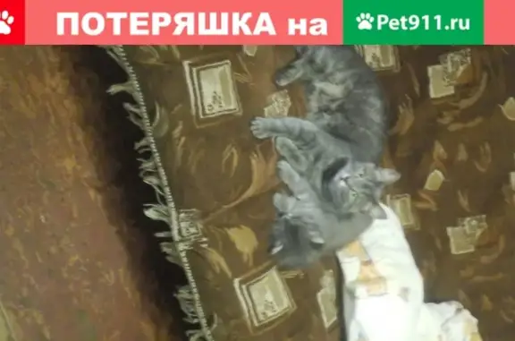 Пропала кошка в Перми, Висим (Мотовилихинский район) 05.09.2019