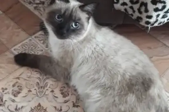 Сиамская кошка найдена в Пензе