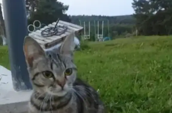 Найдена кошка в деревне Шумятино, Малоярославецкий район