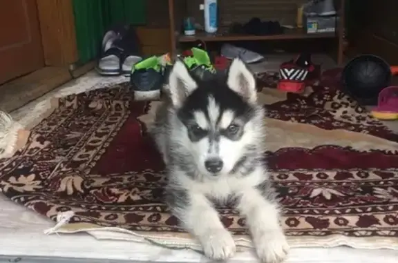 Объявления о пропавших и найденных животных, Новокузнецк, фото: Пропал щенок в Точилино 08.09.19, вознаграждение