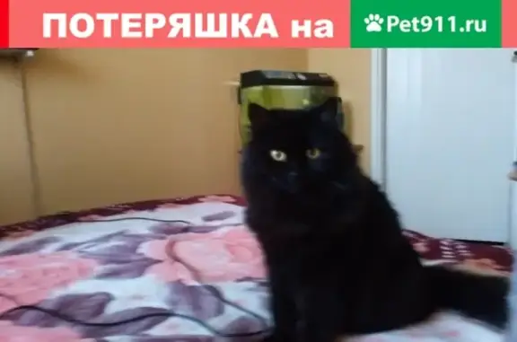 Пропала кошка Маруся в Тольятти, Комсомольский район, ул. Чайкиной 56.