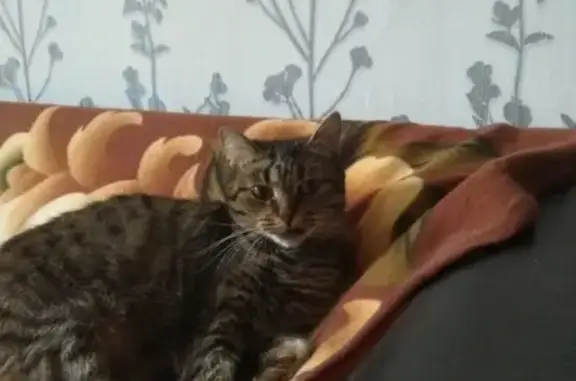 Пропала кошка Маша в Бокситогорске, Ленобласть
