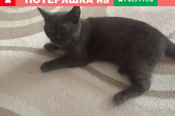 Найдена кошка в Челябинске - СРОЧНО!