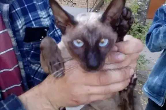 Найден кот в районе Марины Расковой, Смоленск