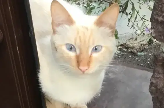 Найдена кошка тайского окраса в Уфе