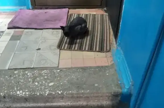 Найдена кошка Сфинкс в Электростали, ул. Мира, 15А