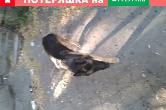 Собака-овчарка найдена в Ростове