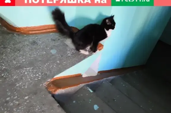 Найдена ласковая кошка в Красноярске