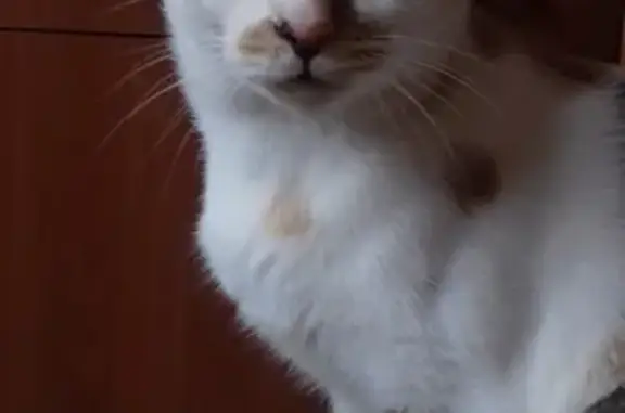 Пропала кошка Белка на Кожевникова-2а в Копейске