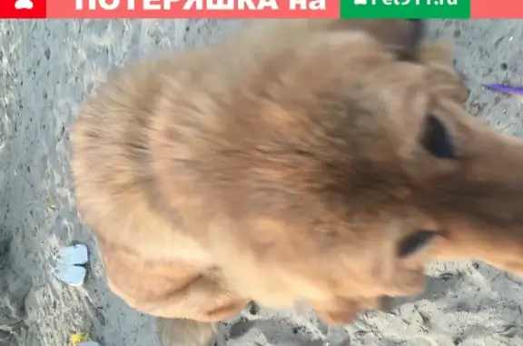 Сука-рыжая найдена в парке Боевка, Курск