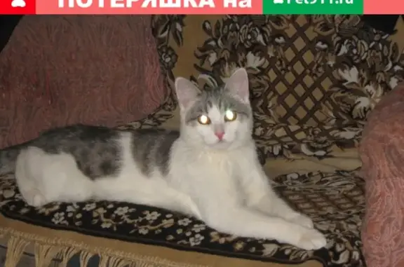 Пропала кошка Зефир в Барнауле