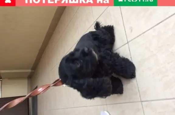 Найдена собака в Брянске, адрес ветклиники Аист