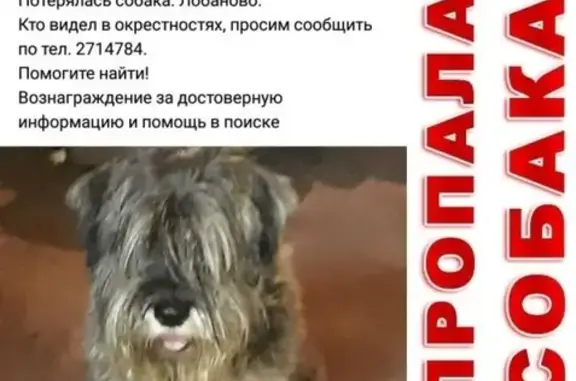 Пропала собака в селе Лобаново, Пермский район