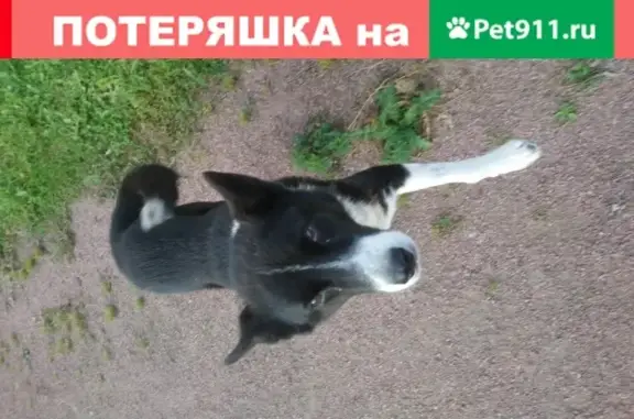 Собака Кобель найдена в Перекюле, Ленобласть