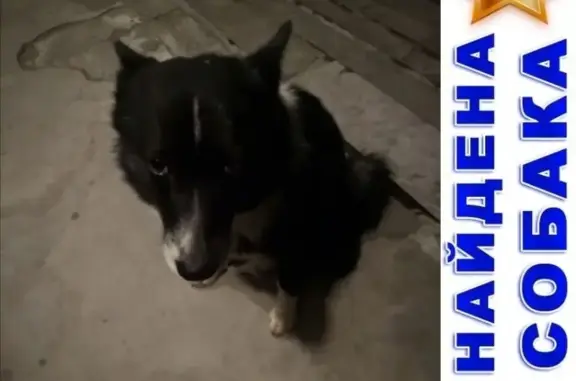 Найдена собака в районе энергетики, Курган