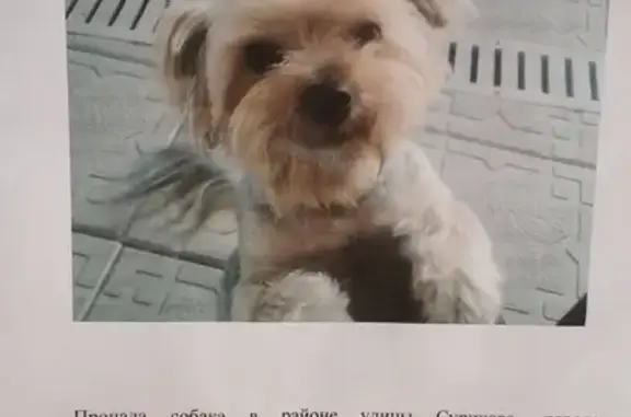 Пропала собака в Пензе, ул. Сурикова, 10 сентября.
