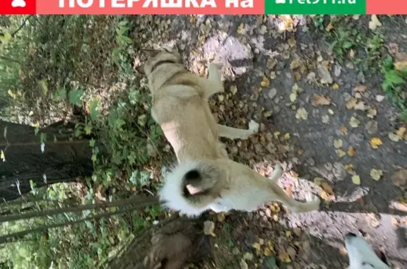 Собака Мальчик лайка найдена в Казани.