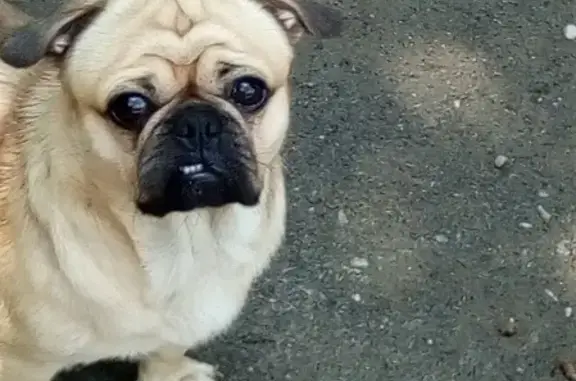 Пропала собака в Таганроге