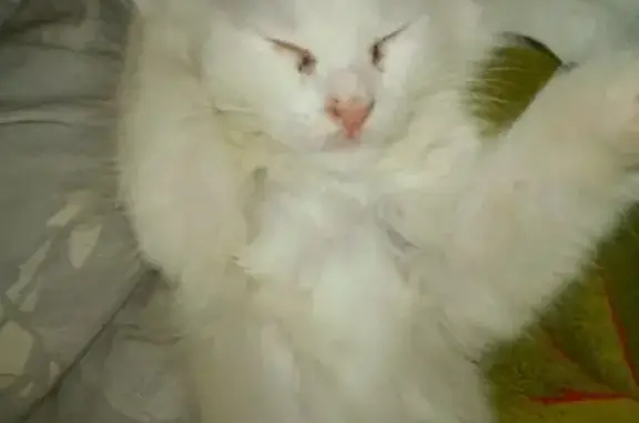 Кошки потеряшки, Санкт-Петербург, фото: Потеряшка кошка Лола на Большевиков 26к1