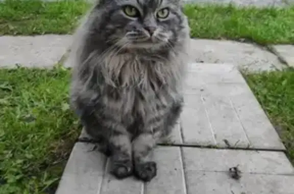 Пропала кошка в Наро-Фоминске, Бекасово 1, звоните 89060988807