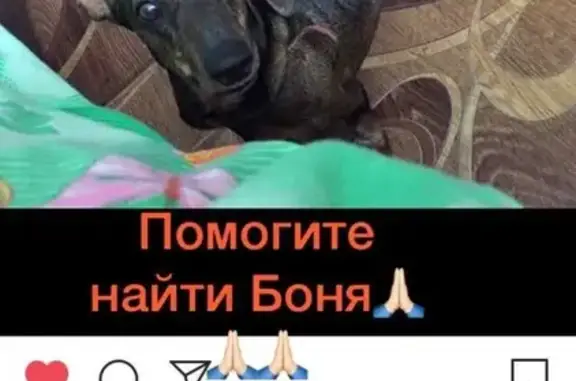 Пропала собака Боня в Дальнегорске