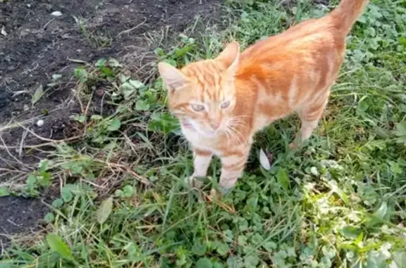 Найден кастрированный кот с ошейником в деревне Бутурлино, Серпуховский район