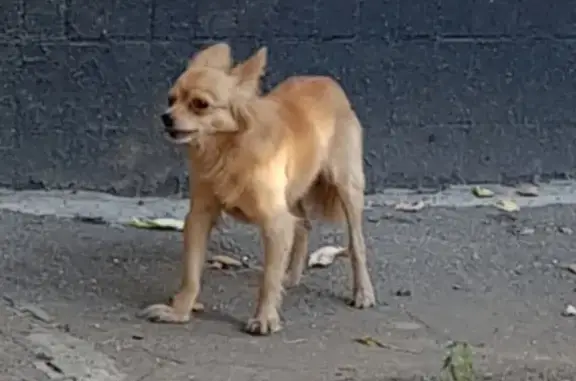 Найдена маленькая собачка возле метро Алма-Атинская