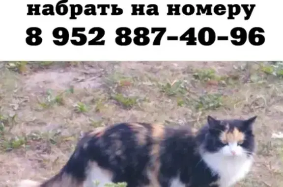 Пропала кошка в Березкино, Томск