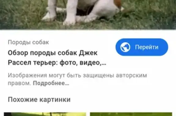 Найдена собака в Советском районе, ищет хозяев.
