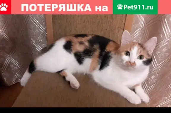 Пропала кошка в Истре, село Павловская Слобода