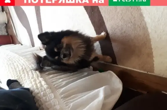 Собака шитц найдена в Железногорске на ул. Ленина, 26