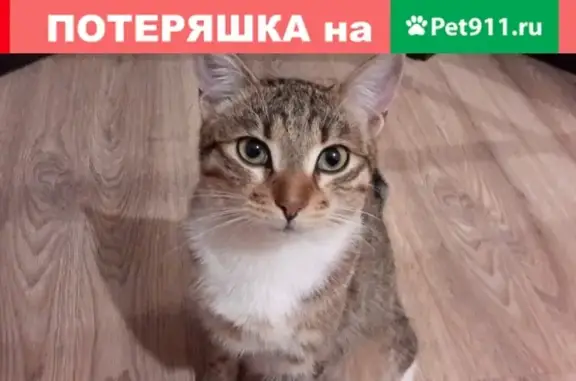 Найден котик в МО, с. Павловская слобода.