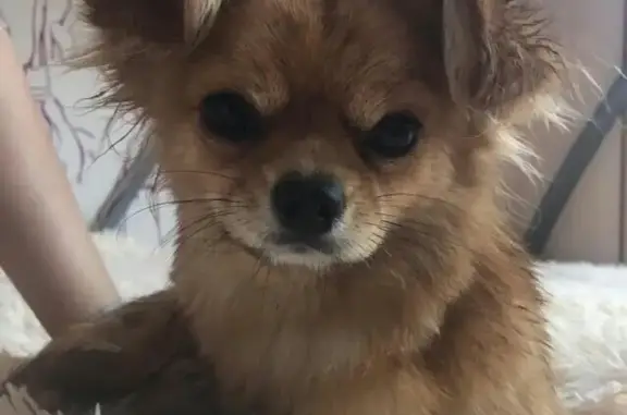 Собаки потеряшки, Ленск, фото: Потеряшка маленький пёсик Чаки в районе Мухтуи, нужна помощь!