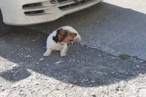 Пропала собака в Надыме, район Зверева 44-50